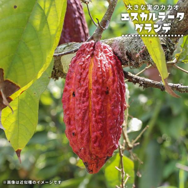 カカオ 苗木 トリニタリオ種 【9/1撮影】 ☆2苗セット☆ 【公式通販】