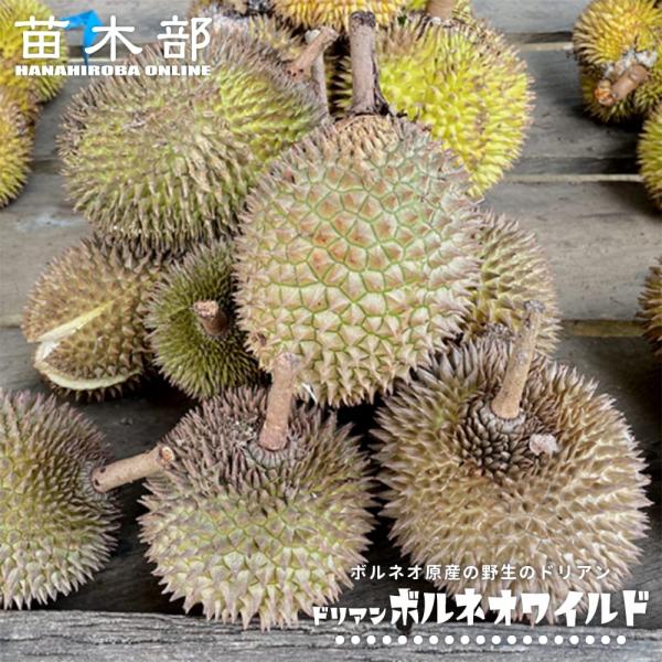 ドリアン ボルネオワイルド Durio zibethinus 'Borneo Wild' 実生 3.5