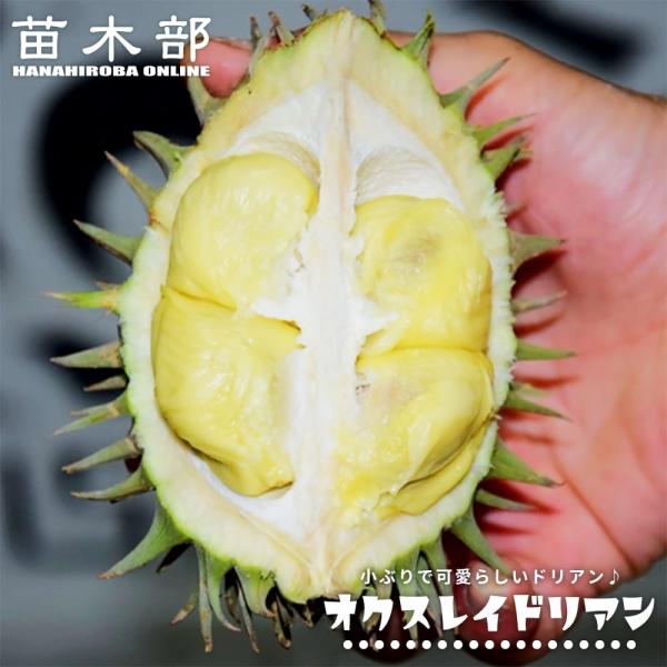 ドリアン オクスレイドリアン Durio oxleyanus 5号スリット鉢植え