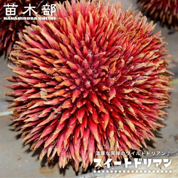 ドリアン スイートドリアン Durio dulcis 実生 6号ポット苗 : 苗木部