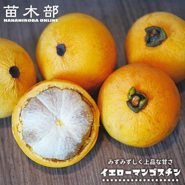 イエローマンゴスチン 1年生 実生 3号ポット苗