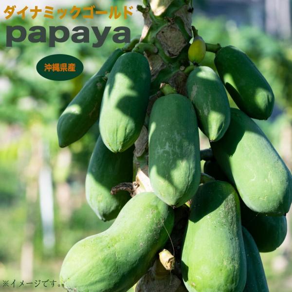 hanahirobaonline_kaju-papaiya-