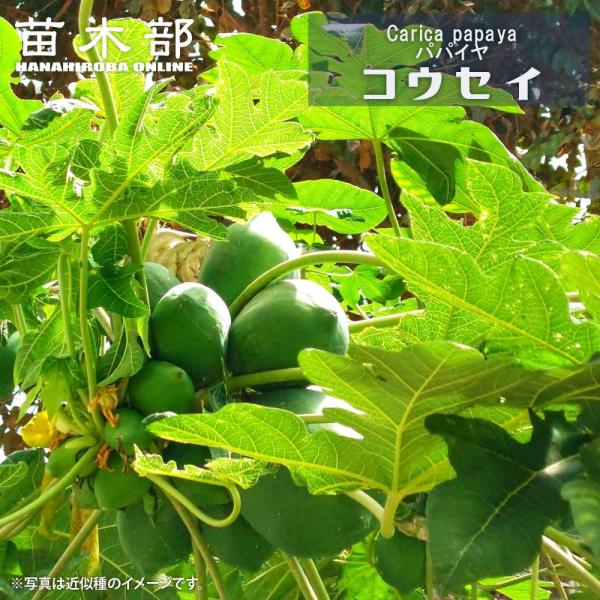 [Release date: April 18, 2026]●品種の特徴「昊青」は大きさが1kg〜1.5kgに育つ野菜向けのパパイヤです。香りが良いためサラダにもおすすめです。元祖トロピカルフルーツといえば、「ぱぱいや」。別名「木瓜（もくか...