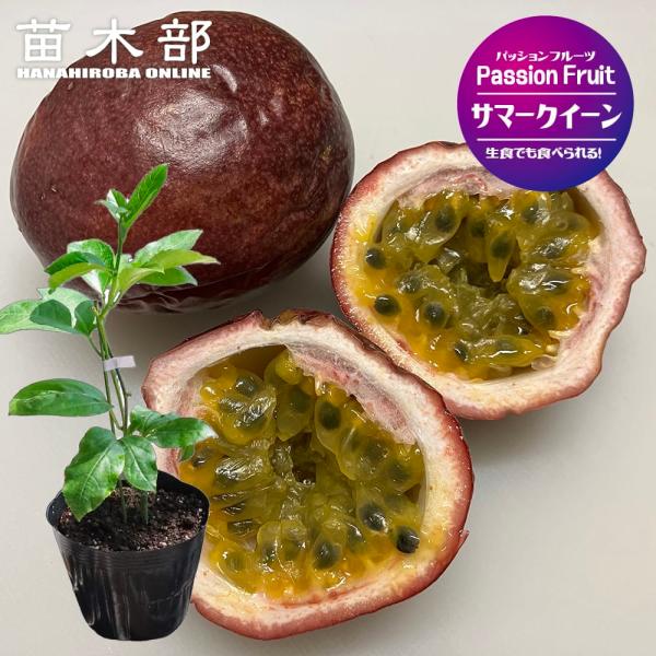 ●品種の特徴「サマークイーン」はパッションフルーツの赤実系品種です。実は丸形〜卵形で果重は約80g程度と小実ながら果肉が多く、甘くてとてもおいしい。実付きがよく、糖度は17度くらいです。自家結実しますが、人工受粉をしないと結実しないことが多...