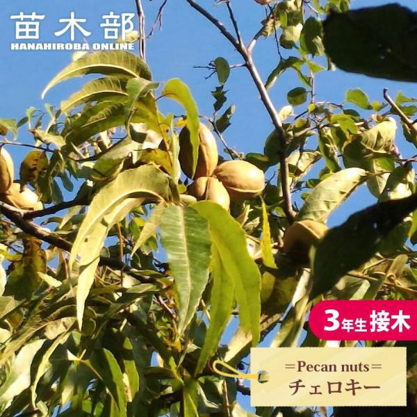 ペカンナッツ チェロキー 3年生接木 8号ポット苗 爆買 : 苗木部 花