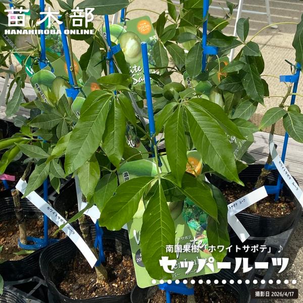 ホワイトサポテ セッパー ルーク 1年生 5号ポット苗 : 苗木部 花ひろば