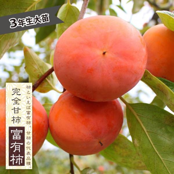 柿の苗木 富有柿 完全甘柿 3年生接木大苗 1.1m苗 産地で剪定済 : 苗木
