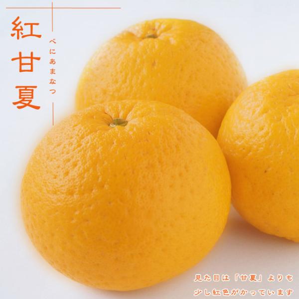 ⭐︎リサイクル⭐︎さま専用出品 紅甘夏 3年生 実つき hanahirobaonline_kankitsu-