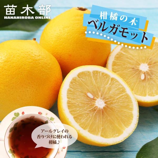 2国産ベルガモットオレンジ果実香りが強い露地栽培約:9k A品【一部分B品含む】 ベルガモット オレンジ (バロチン) 2年生接木苗 : 苗木部 花ひろば