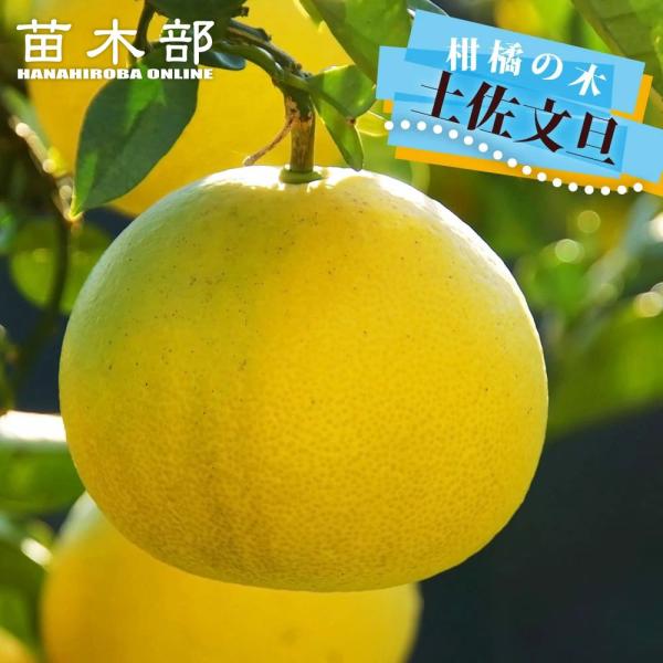 hanahirobaonline_kankitsu-buntan-1