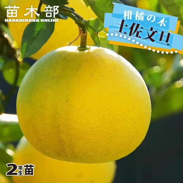 hanahirobaonline_kankitsu-buntan-2