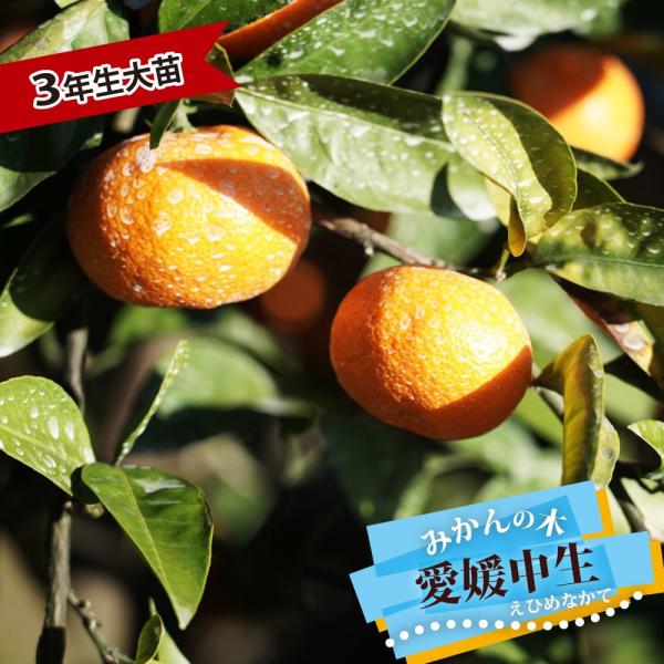 hanahirobaonline_kankitsu-ehime-3