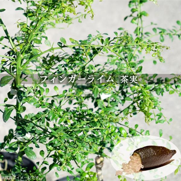 hanahirobaonline_kankitsu-