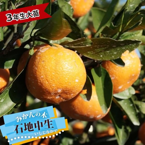 hanahirobaonline_kankitsu-isiji-3