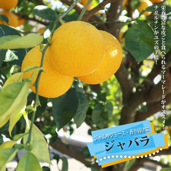 じゃばら(邪払)苗木1本