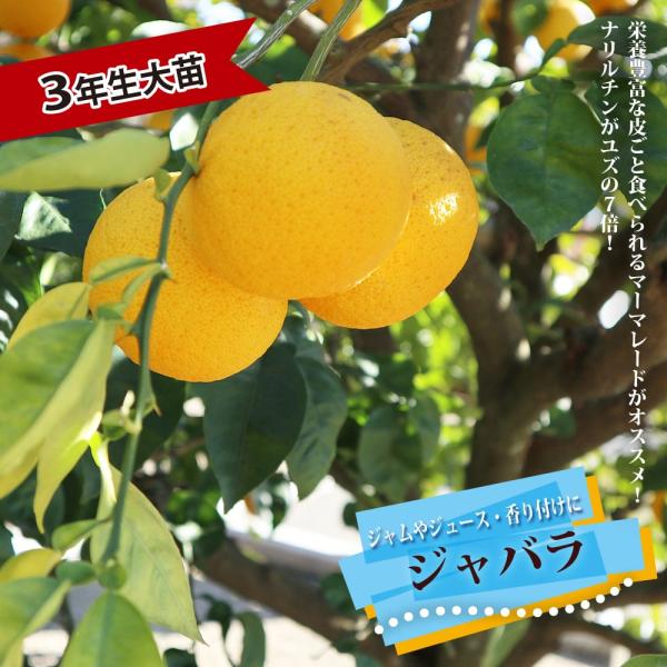 柑橘　じゃばら接木苗／樹高110cm 希少大苗　花芽つき　現品撮影 hanahirobaonline_kankitsu-jabara-3