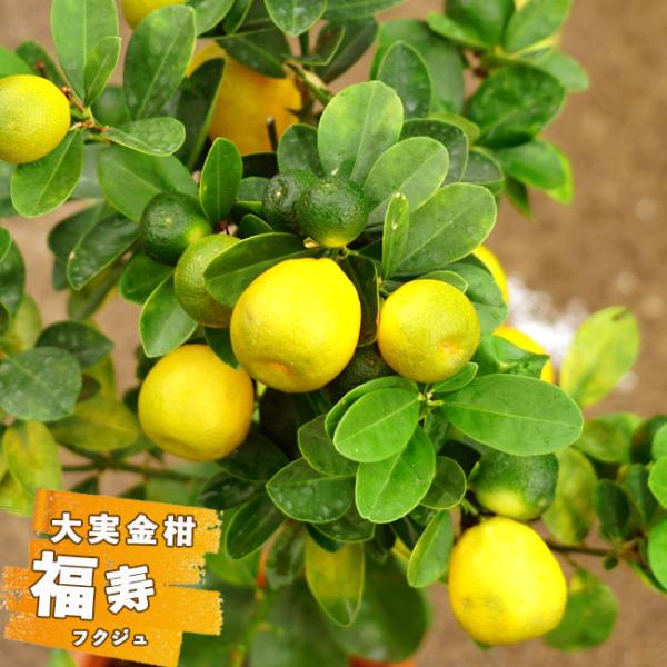 植木 盆栽 キンカンの人気商品 通販 価格比較 価格 Com