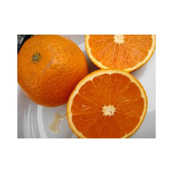 M*n様 みはや 3年生 大苗 登録品種 みかん 苗木 【みはや ［登録品種］】 3年生 接ぎ木 約1.0m 大苗