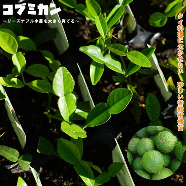 hanahirobaonline_kankitsu-