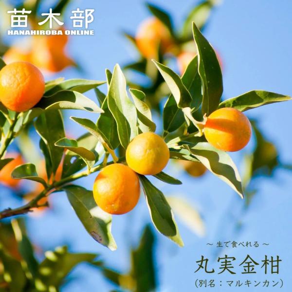 ●品種の特徴マルミキンカンは、日本で一般的に「キンカン」と呼ばれている、普通に栽培されている品種です。果皮を砂糖煮にしたり、はちみつ漬けやジャム、ドライフルーツなど、利用用途の多い果物です。ビタミンが多く、風邪や咳止めにも古くから重宝されて...