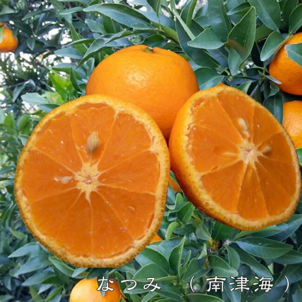 hanahirobaonline_kankitsu-