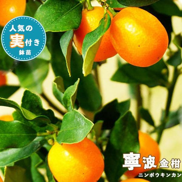●品種の特徴寧波金柑と書いて「にんぽうきんかん」。ニンポウキンカンの良いところって、やっぱり育てやすいこと。初心者の方でも安心して管理できます。よほどのことが無い限り、毎年果実がキチンと上がってきます。ニンポウキンカンは寒さも病害虫に対し最...