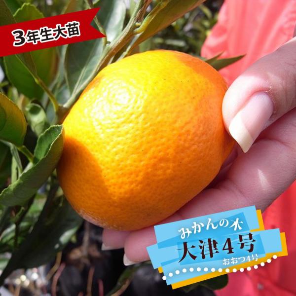 青島温州みかん　3年生　【果樹用の鉢付き】 みかん　柑橘　苗　苗木　温州　3年 楽天市場】みかん 苗木 【青島温州 （あおしまうんしゅう）】 3年生