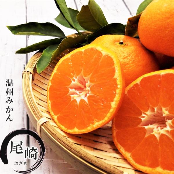 ●品種の特徴尾崎みかん。1本で結実します。人気No.1品種宮川の枝変わりとして長崎で発見された中生品種。作りやすく、庭植え向け。耐寒性あり。豊産性で毎年よくなり、初めての方でも簡単です。皮がむきやすく美味しい。果汁は多く、酸味・糖度共に高い...