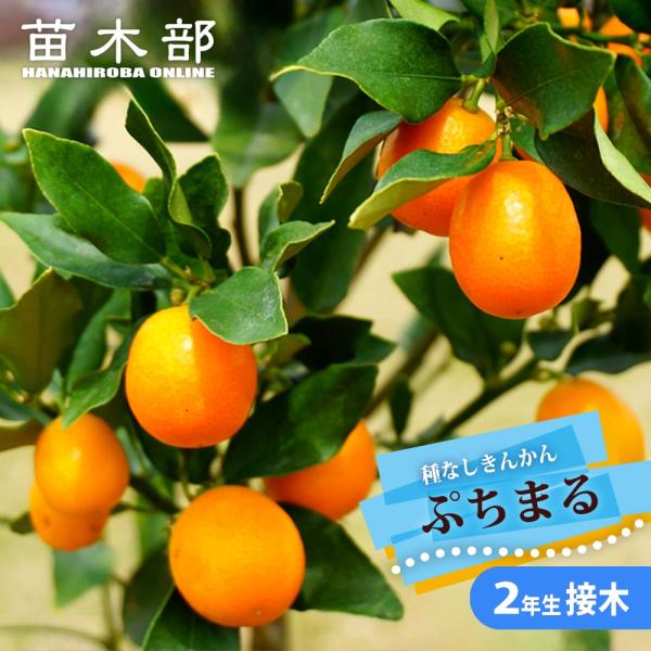 hanahirobaonline_kankitsu-