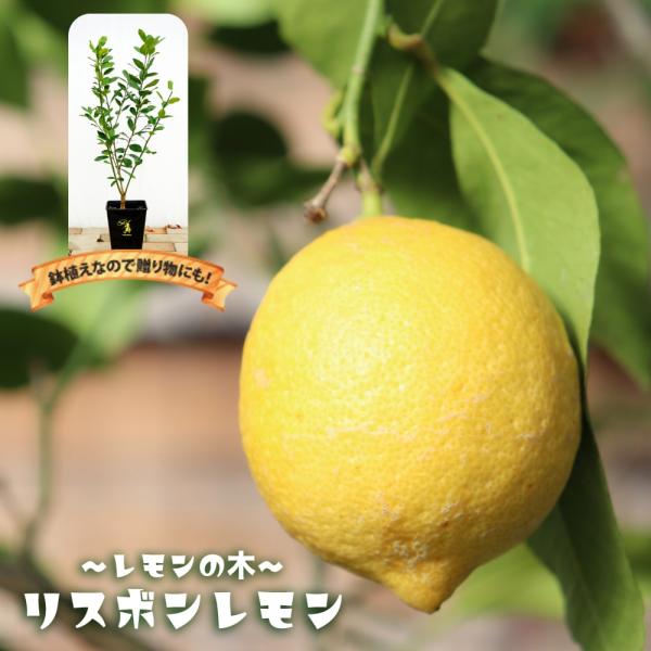 ●品種の特徴レモンの中で最も育てやすい品種です。レモンの中では最も寒さに強く、暖地と太平洋側の北風が当たらない日当たりの良い場所で露地栽培できます。広島県で栽培されているレモンの多くはリスボンです。新葉も素晴らしいレモンの香りがします。白い...