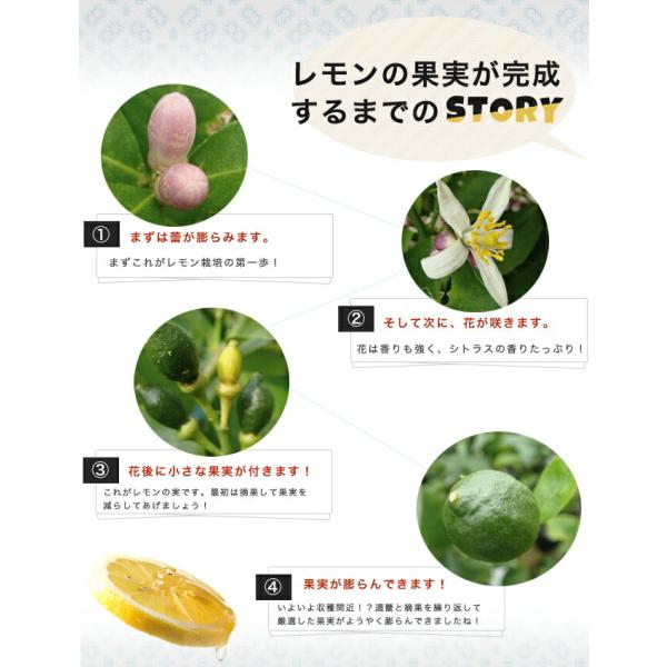 レモンの木 リスボンレモン 2年生 接ぎ木 苗木 6号スリット鉢植え 又は角鉢植え Buyee Servicio De Proxy Japones Buyee Compra En Japon