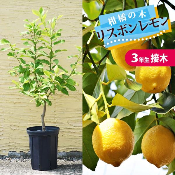 レモンの木　リスボン　実つき　ボリューム株　 樹形抜群の大株 楽天市場】レモンの木 『 トゲなしレモン 』 5号鉢植え 接ぎ木苗