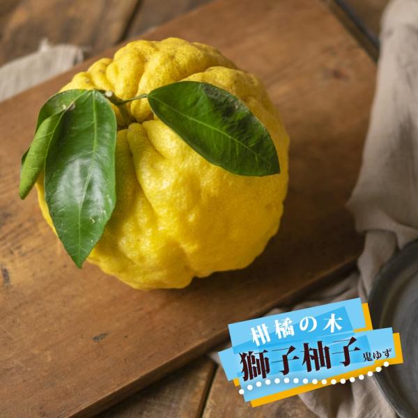hanahirobaonline_kankitsu- hanahirobaonline_kankitsu-