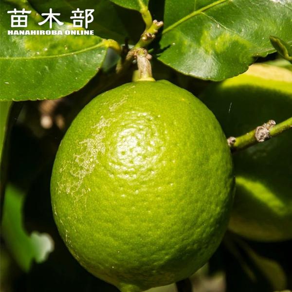 植木 盆栽 ライムの人気商品 通販 価格比較 価格 Com
