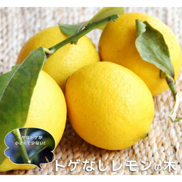 レモンの苗木　☆ ２０本 hanahirobaonline_kankitsu-