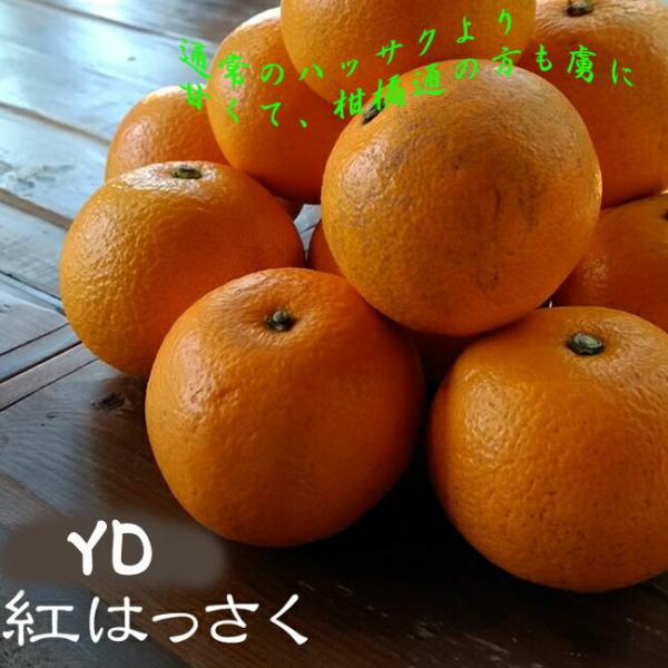 Yd紅八朔 はっさく 1年生 わい性台木 接ぎ木 苗木 Kankitsu Ydi Benihassaku 苗木部 花ひろばオンライン 通販 Yahoo ショッピング