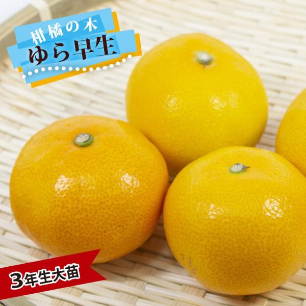 ゆら早生みかん 3年生 苗木 hanahirobaonline_kankitsu-
