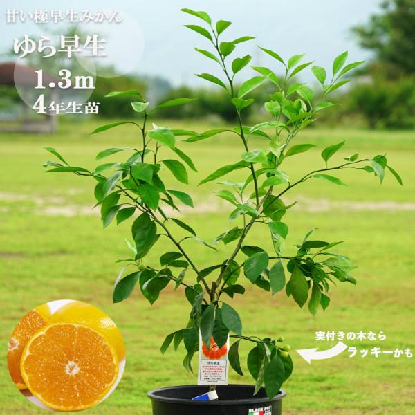 hanahirobaonline_kankitsu- hanahirobaonline_kankitsu-