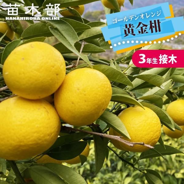黄金柑 （ゴールデンオレンジ ） 3年生接木大苗 産地で剪定済 1.0m苗 予約販売10〜11月頃入荷予定