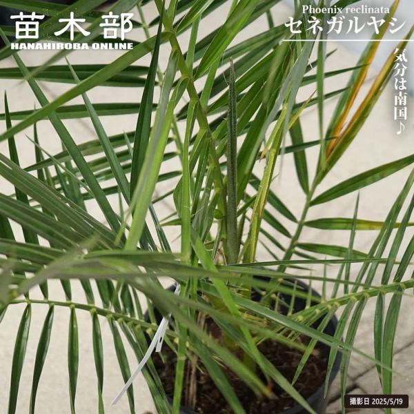 ヤシの木 セネガルヤシ 6号鉢植え 爆買いweek : 苗木部 花ひろば