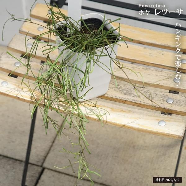 ホヤ レツーサ 4号ポット苗 爆買いweek : 苗木部 花ひろばオンライン