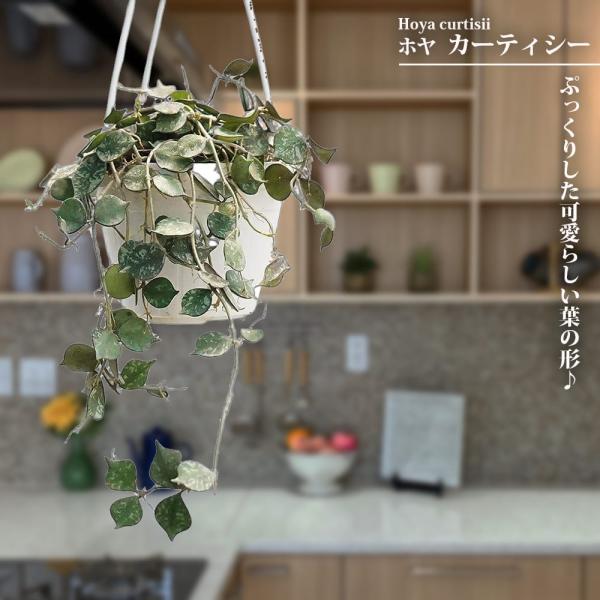 ホヤ カーティシー 3号 吊り鉢植え 爆買いweek