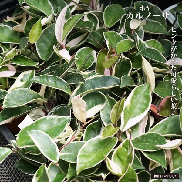 ホヤ カルノーサ 3.5号鉢植え 爆買いweek : 苗木部 花ひろばオンライン