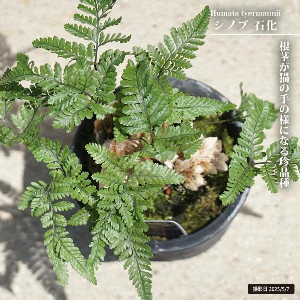 hanahirobaonline_kannyou-