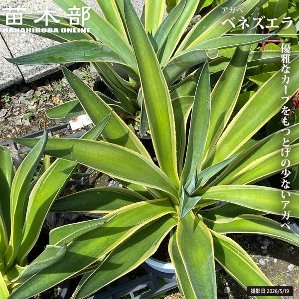 アガベ ベネズエラ 6号鉢植え