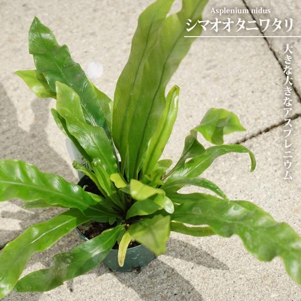 hanahirobaonline_kanyou-