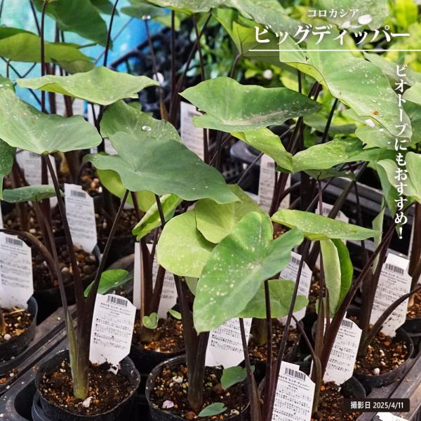 コロカシア　ビッグディッパー　抜き苗　第４種発送 hanahirobaonline_kanyou-