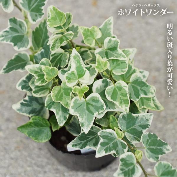 ヘデラ ヘリックス ホワイトワンダー 3号ポット苗 : 苗木部 花ひろば