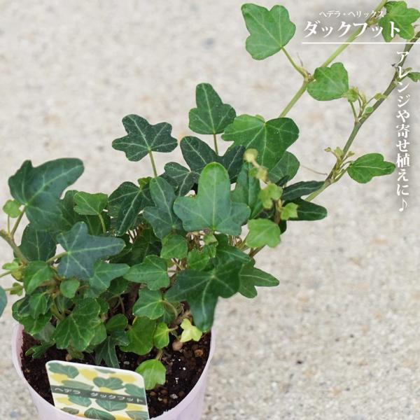 ●品種の特徴「ダックフット」は名前の通り小さいアヒルの足の様な可愛い葉の形が特徴です。深い緑の小葉で上品な印象。分枝が良く密度の高い株になるため、アレンジや寄せ植えにも使えます。メリオン・ビューティーの枝変わりで、アメリカのヘデラ協会で20...
