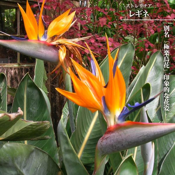 ストレリチア・レギネ（極楽鳥花）　約15株の鉢植　ユッカ　ロストラータ　アガベ hanahirobaonline_kanyou-